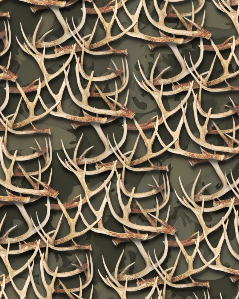 White Tail Deer Antlers 29