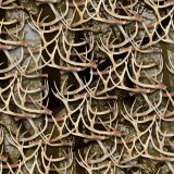 White-Tail-Deer-Antlers-30.jpg