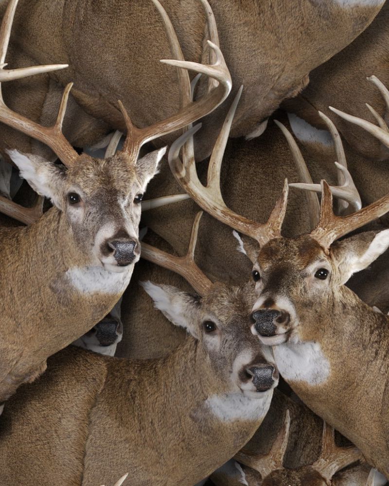 White Tail Deer Trophy 22