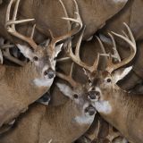 White-Tail-Deer-Trophy-22.jpg