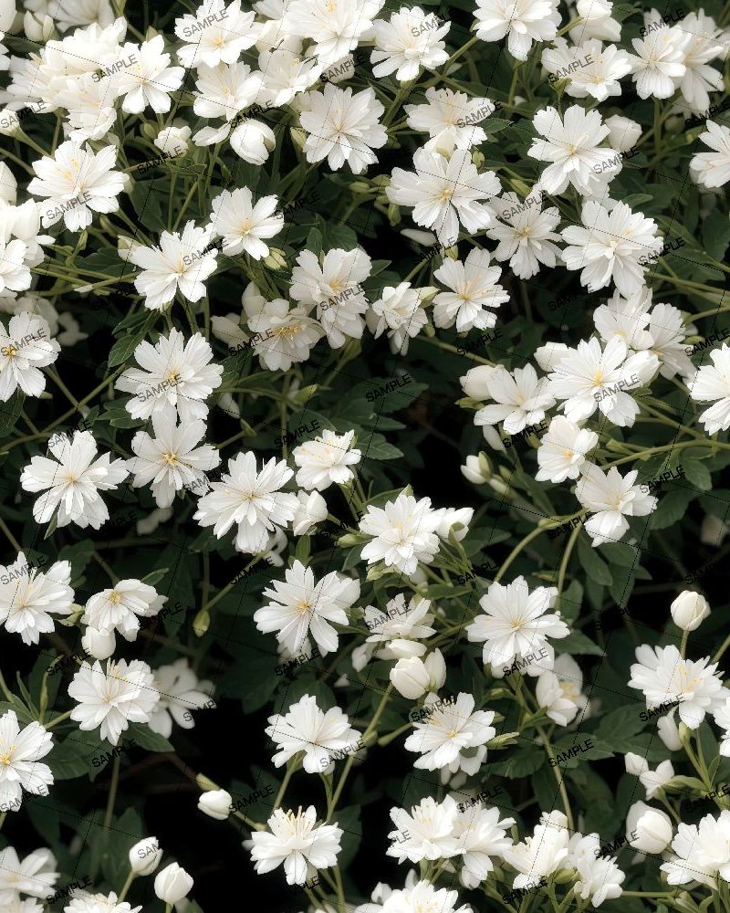 White Yuk Snowflake Flowers