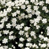 White-Yuk-Snowflake-Flowers.jpg