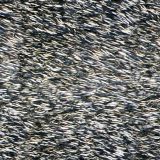 Wild-Hog-Hair-22.jpg
