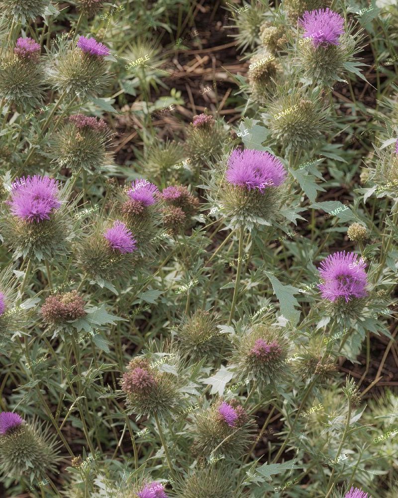 Wild Thistles