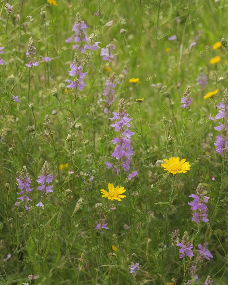 Wildflower Meadow