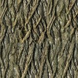 Willow-Bark-24.jpg