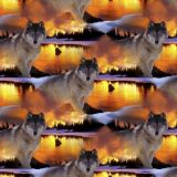 Wolf-at-Sunset.jpg