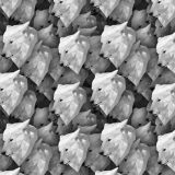 Wolves-24.jpg