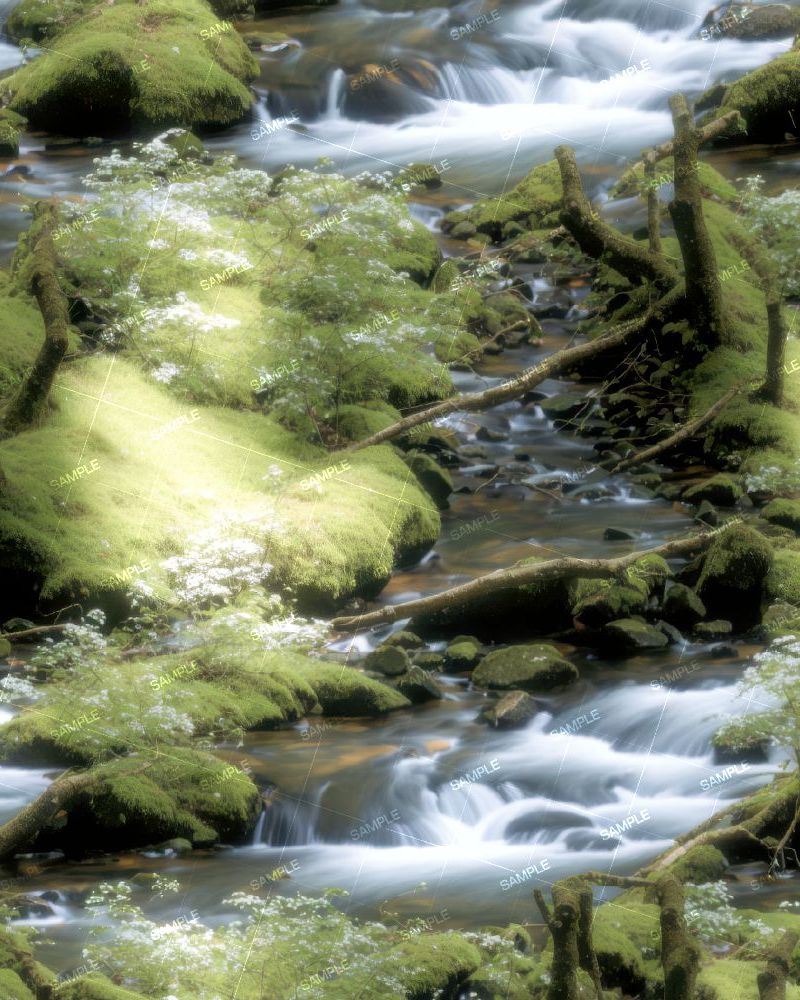 Woodland Stream