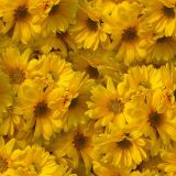 Yellow-Daises-22.jpg