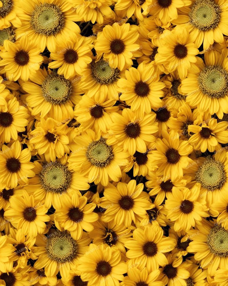 Yellow Daises 42