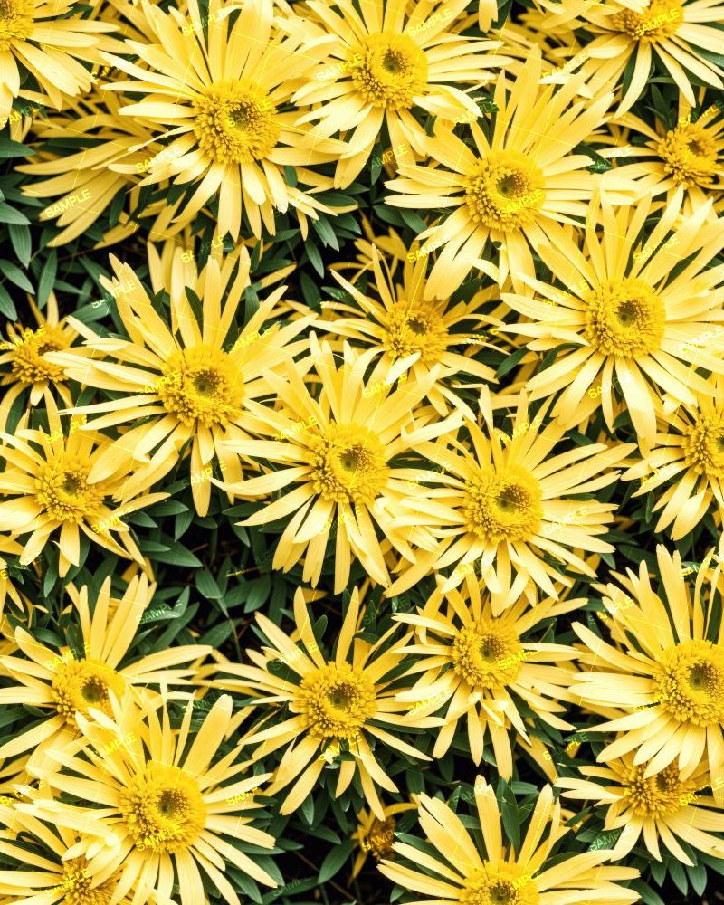 Yellow Quill Mammoth Mums