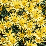 Yellow-Quill-Mammoth-Mums.jpg