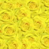 Yellow-Rose-of-Texas-thumb.jpg