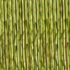 Young Growth Bamboo