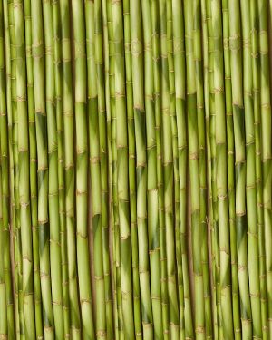 Young Growth Bamboo