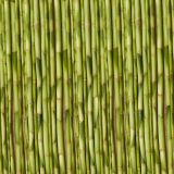 Young-Growth-Bamboo-thumb.jpg