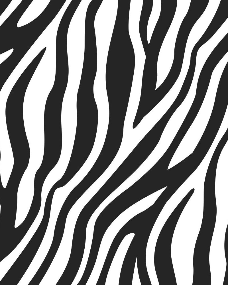 Zebra 22