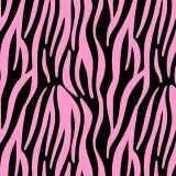 Zebra-24.jpg