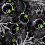 Zombie-Grave-Green-Eyes-thumb.jpg