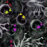 Zombie-Grave-Multi-Color-Eyes-thumb.jpg