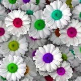 Colored-Daisies-24.jpg