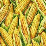 Corn-47.jpg