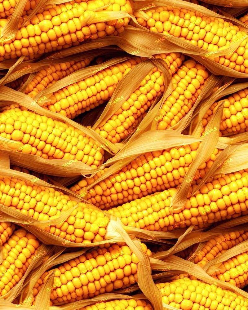 Corn 48