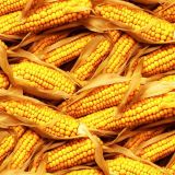 Corn-48.jpg