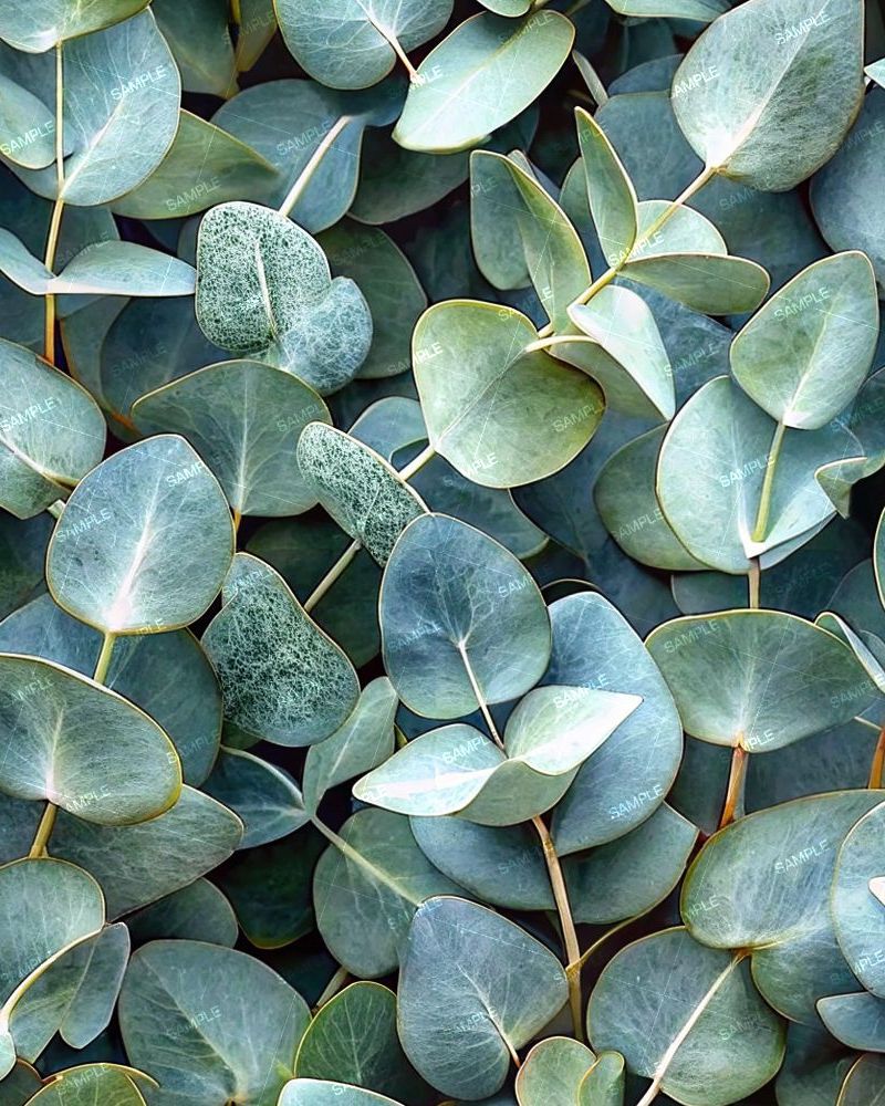 French Bleu Eucalyptus