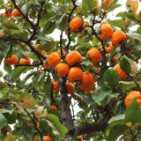 Persimmon-Tree-43.jpg
