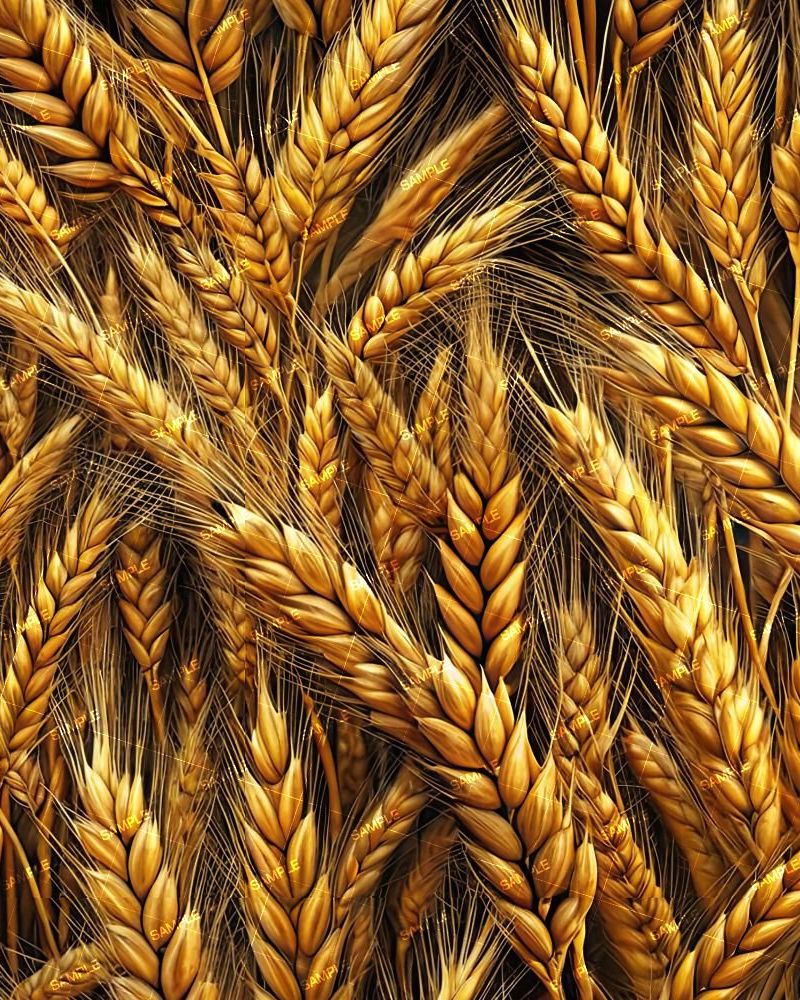 Wheat 45