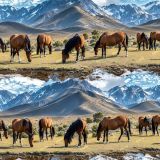 Wild-Horses-in-the-Mountains.jpg