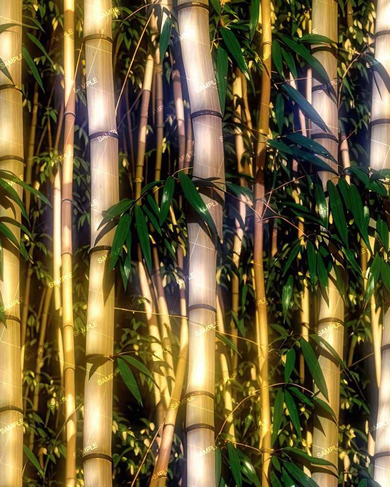 Bamboo Forest 43