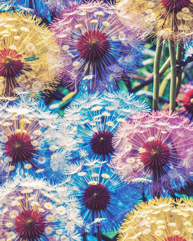 Dandelions 44