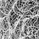 Fungus-Tendrils.jpg