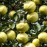 Guava-Tree-22.jpg
