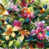 Humingbirds-48.jpg