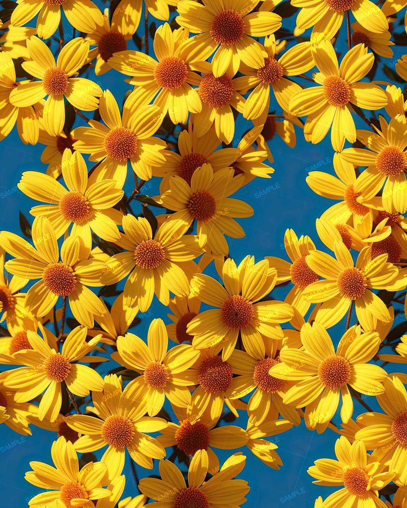 Jerusalem Artichoke Flowers
