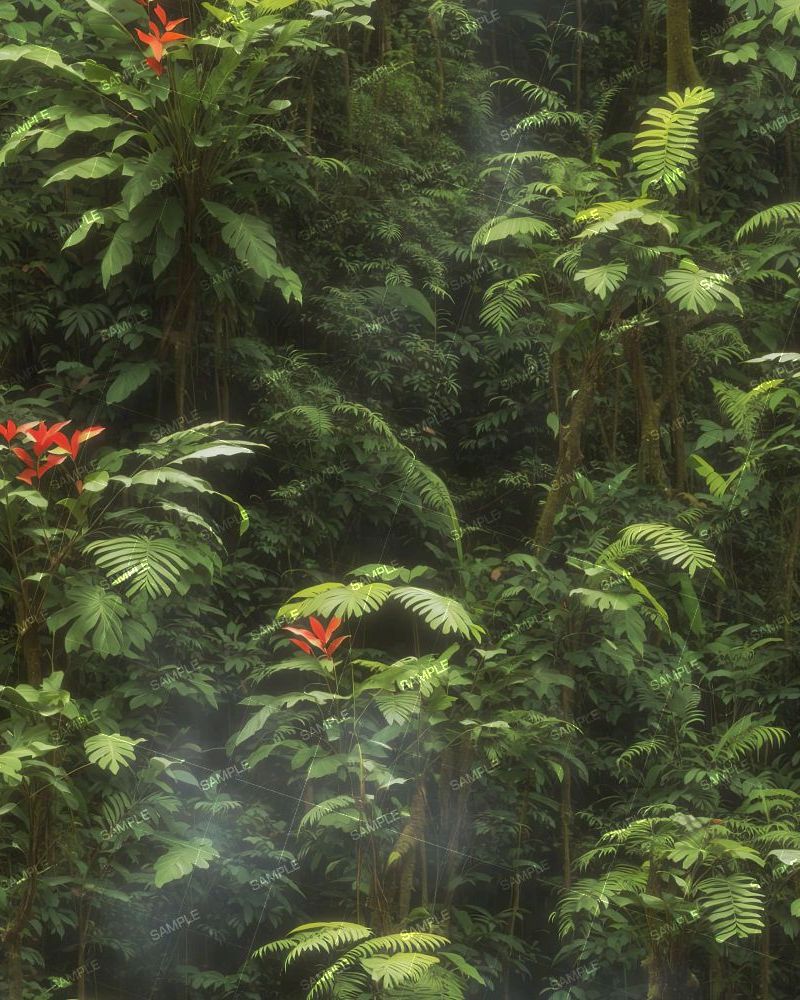 Tropical Rainforest 44