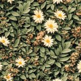Vintage-Botanical-Illustration-60.jpg