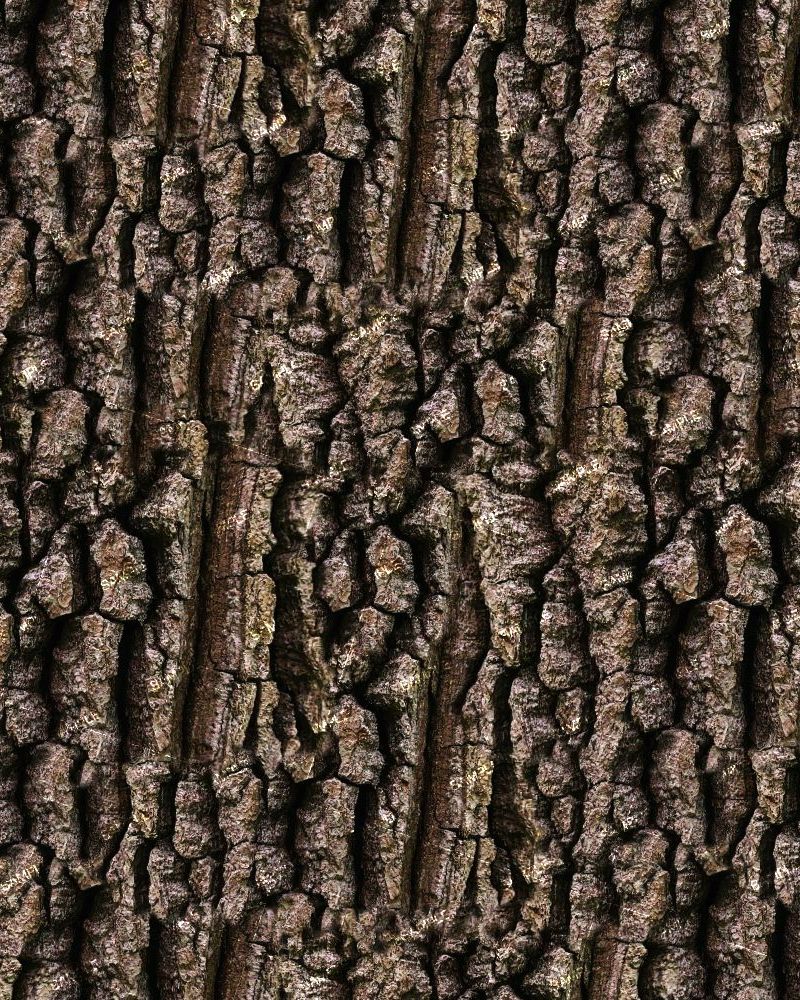 Wild Cherry Tree Bark
