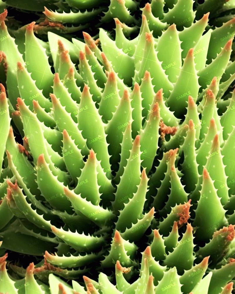 Aloe Vera 42