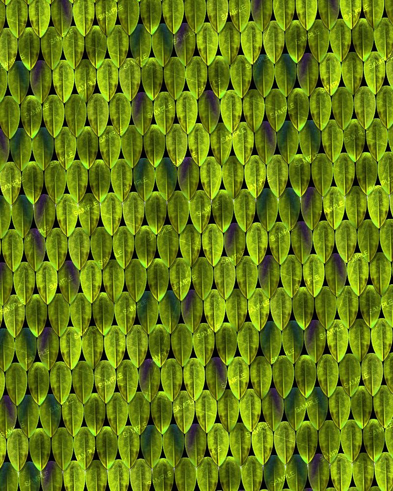 Green Snake Scales