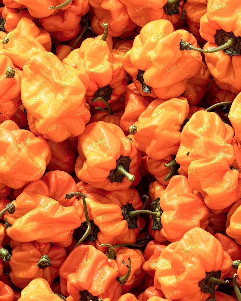 Habanero Peppers 22