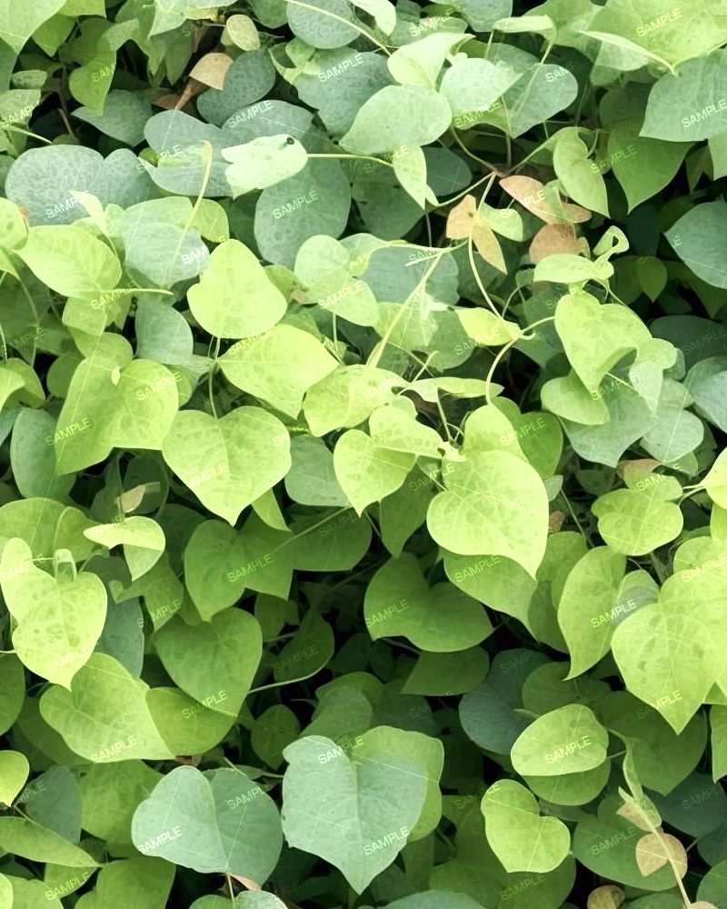 Kudzu Vine 42