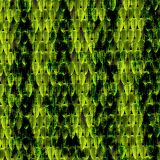 Mangshan-Pit-Viper-Scales-22.jpg