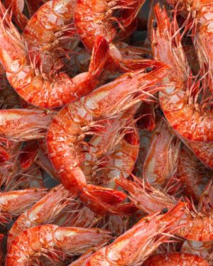 Shrimp 22