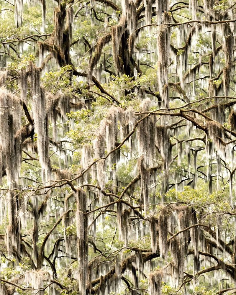 Spanish Moss in the Bayou