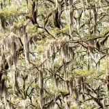 Spanish-Moss-in-the-Bayou.jpg